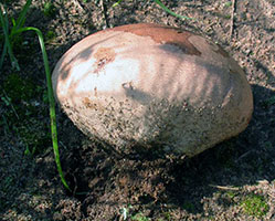 Calvatia cyathiformis .